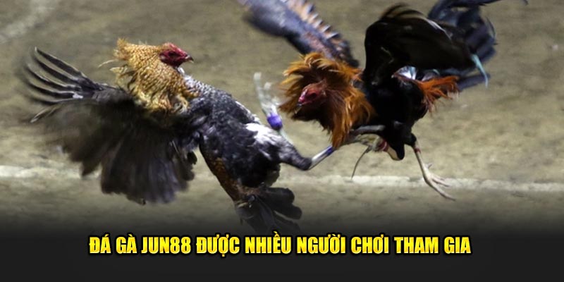 Đá gà Jun88: Khám Phá Thế Giới Đầy Hấp Dẫn Của Cá Cược 1 Đá gà Jun88 được nhiều người chơi tham gia